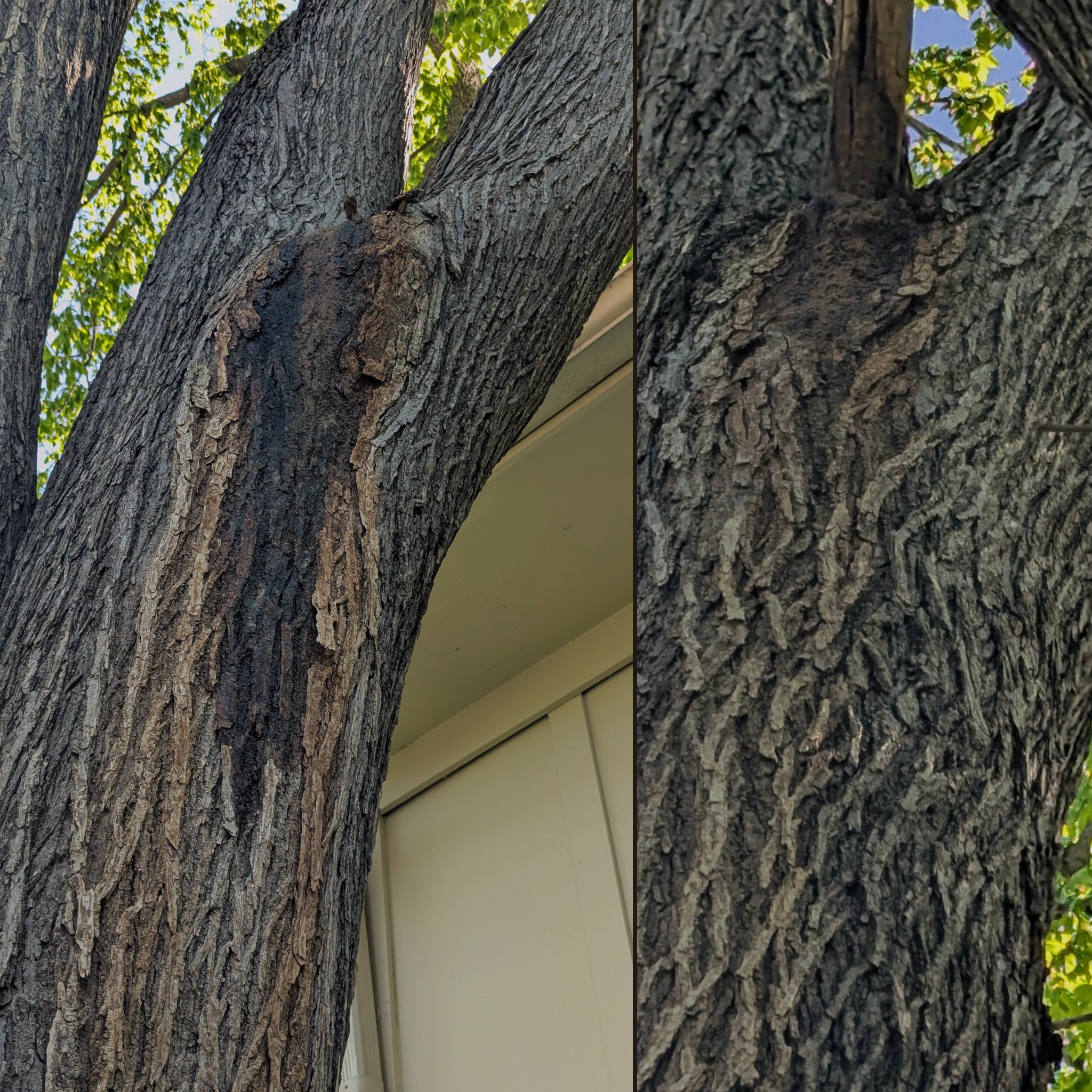 How do I know if my ash tree is dying from emerald ash borer? | Midwest ...